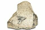 Dinosaur (Triceratops) Frill Shield Section - Montana #338887-1